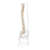 Flexible Human Spine Model On Stand